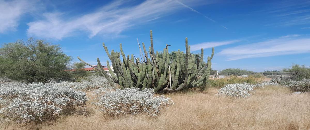 Foto de terreno habitacional en venta en tierras nuevas , real del alamito [fraccionamiento campestre], hermosillo, sonora, 25661810 No. 05